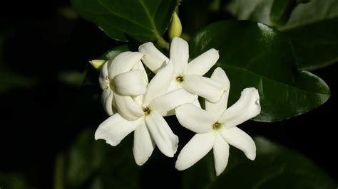 sampaguita meaning.